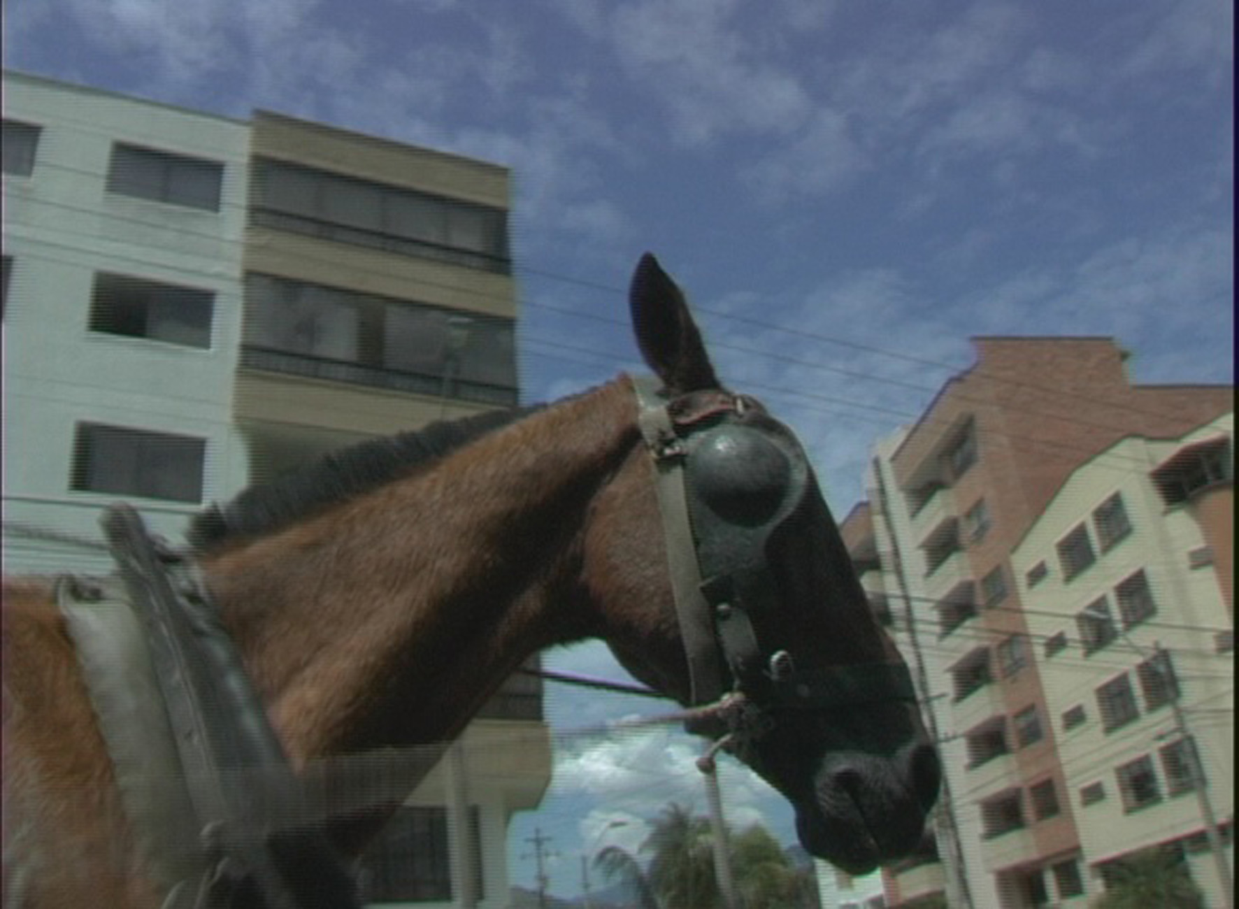 Condor, el caballo volador