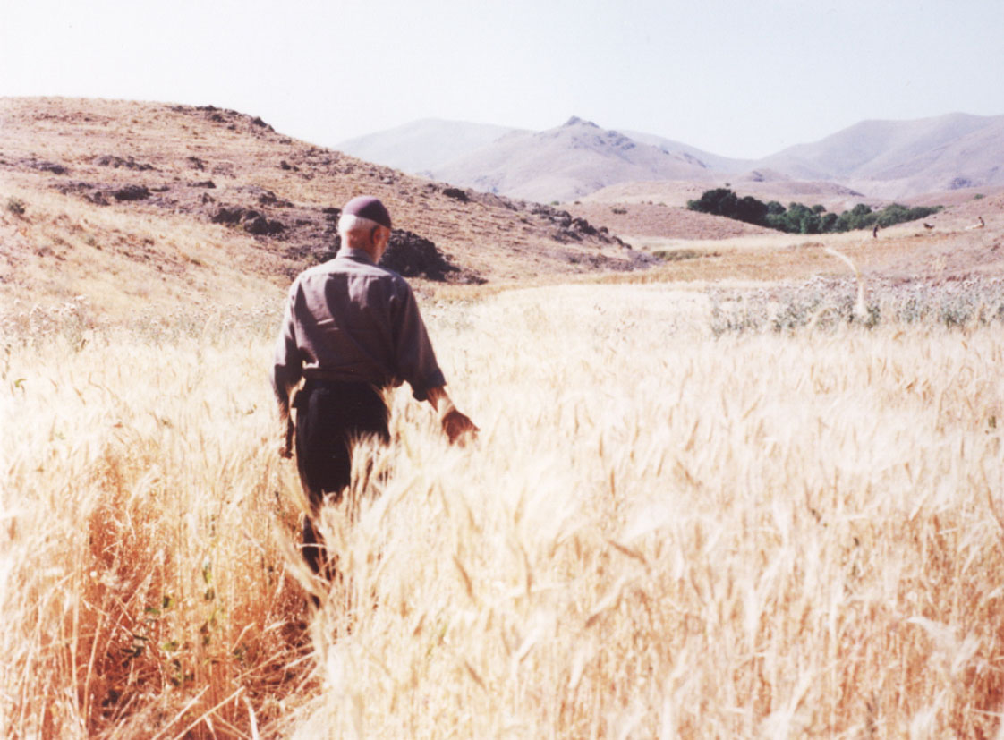 Wind will blow over the wheat farms again