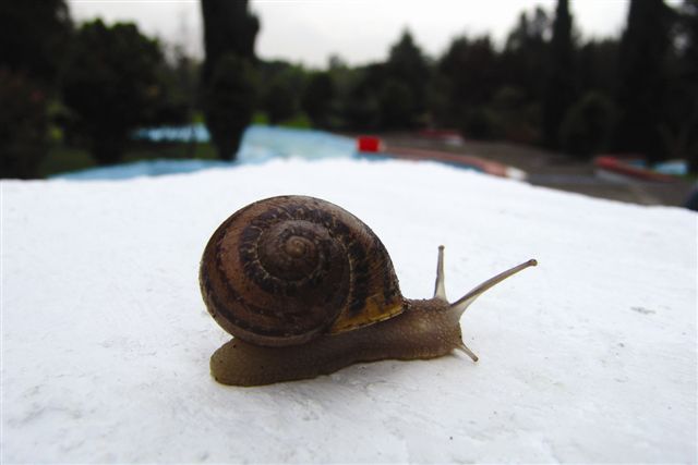 Caracol