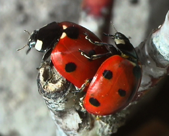 Affaire coccinelle, mise au point
