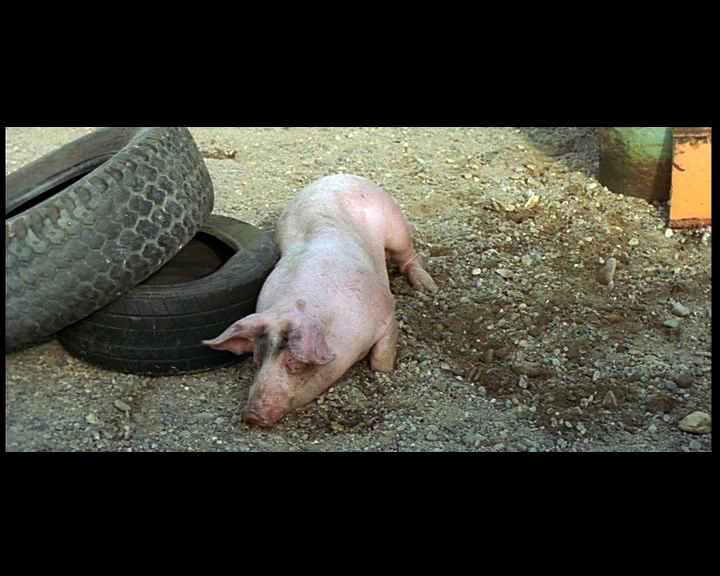 Tout est bon dans le cochon