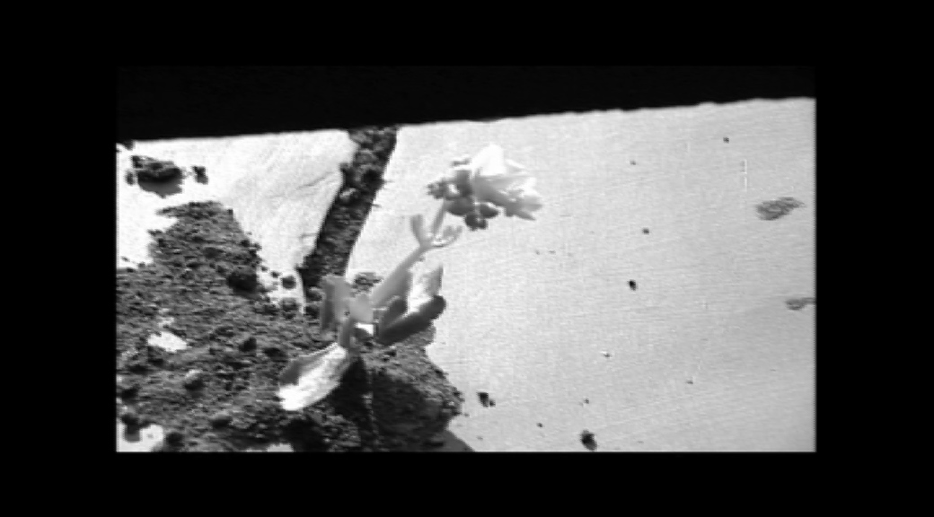 Une fleur à ma fenêtre