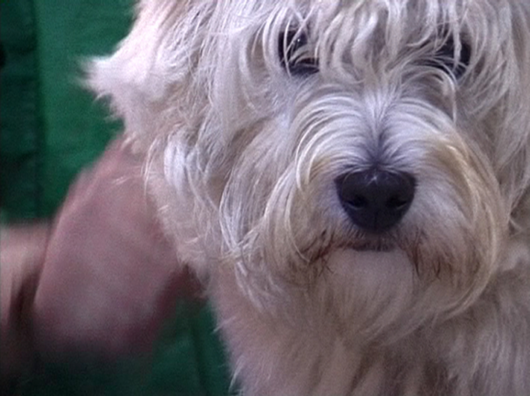 Tel maître tel chien