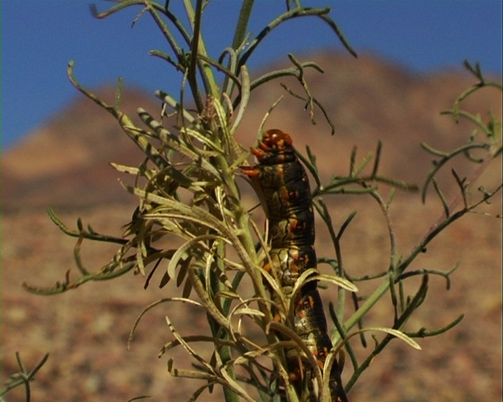 Greetings From Death Valley