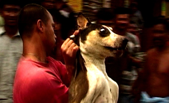 Dog