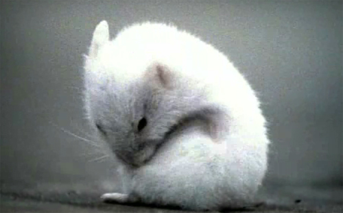 Vanidad de las Luciérnagas