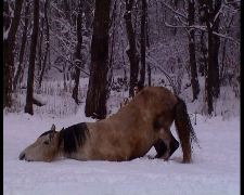 Lalla Romano Winterreise