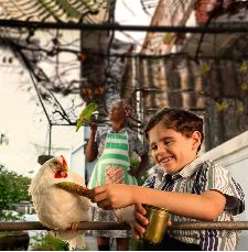 Galinha ao Molho Pardo