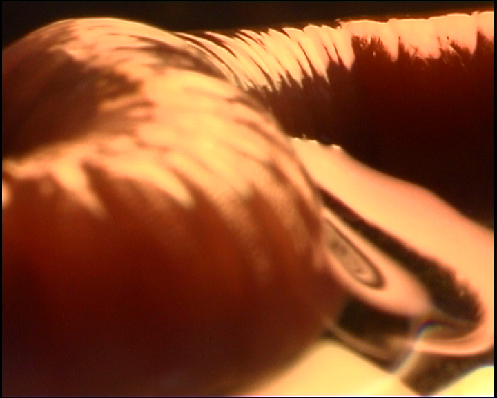 Intestins de la terre