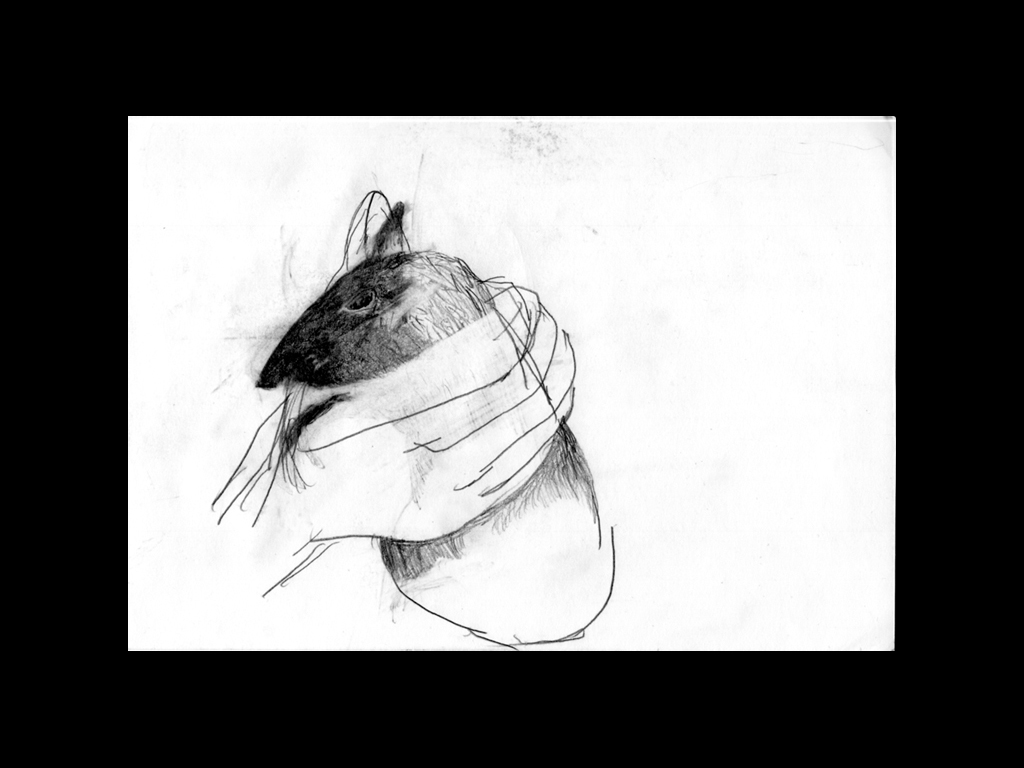 Il faut du silence pour entendre le cochon, sauvage