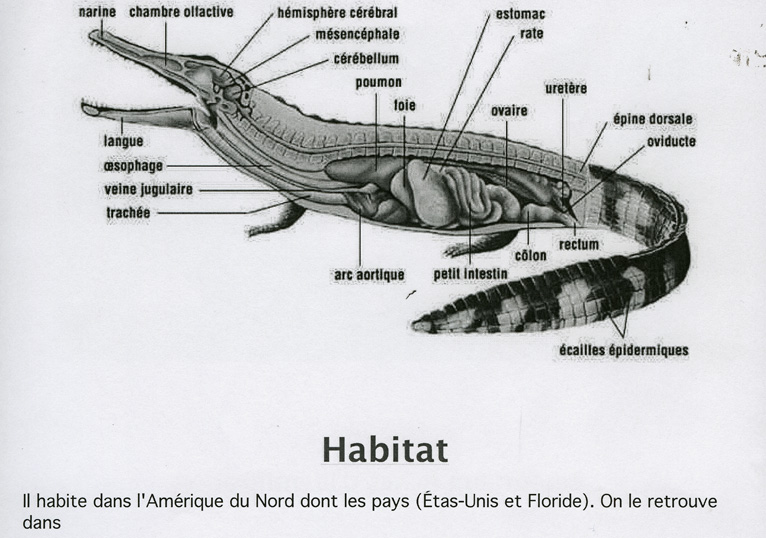 Un jour j'ai décidé