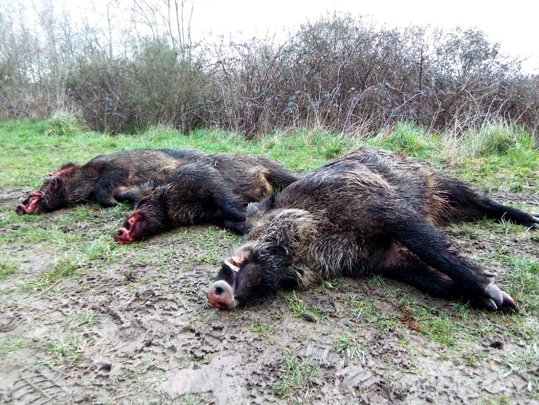 Y a t-il une bête après la mort ?