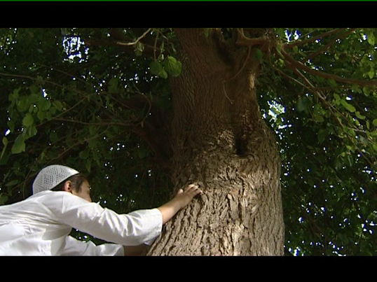Ô toi qui monte l'arbre
