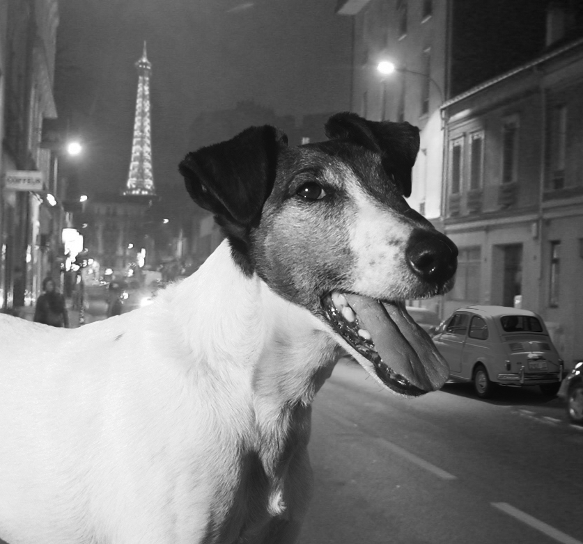 Vie d'un Chien
