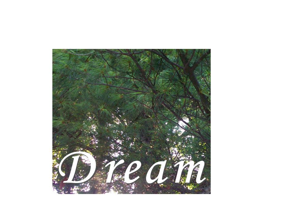 Dream