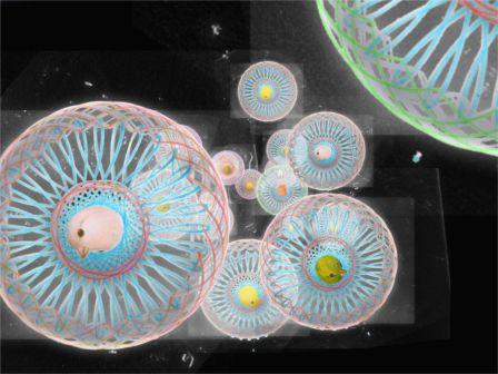 New Educational Series- Canaries in Colour