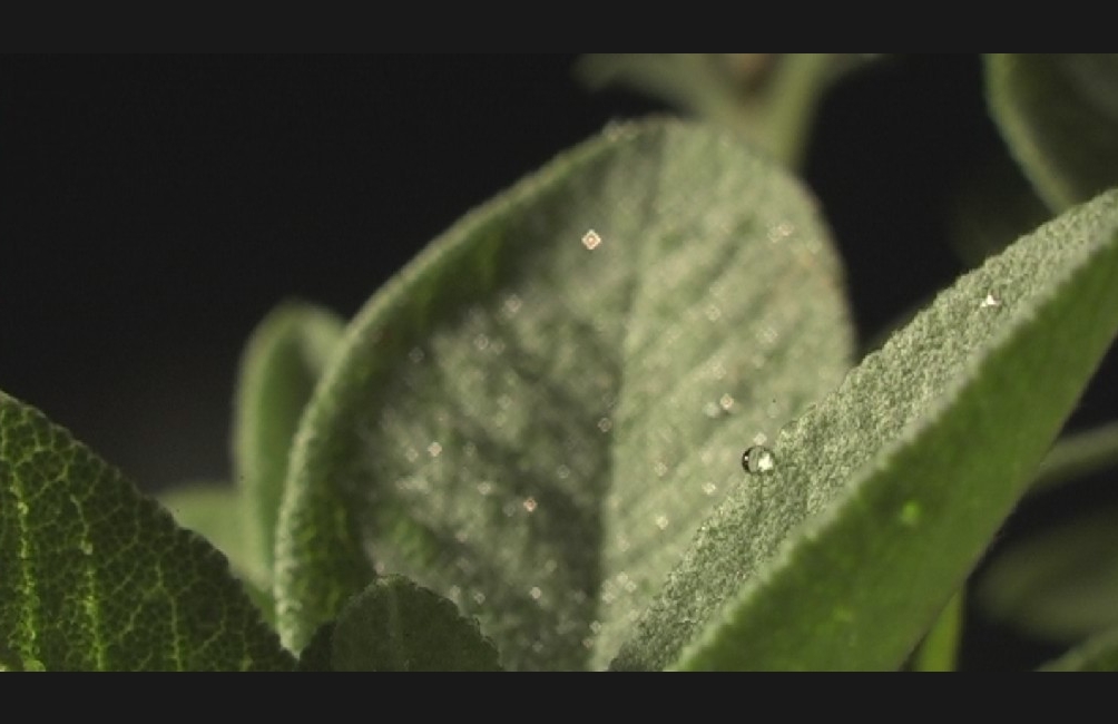 Sauges d'une nuit d'été