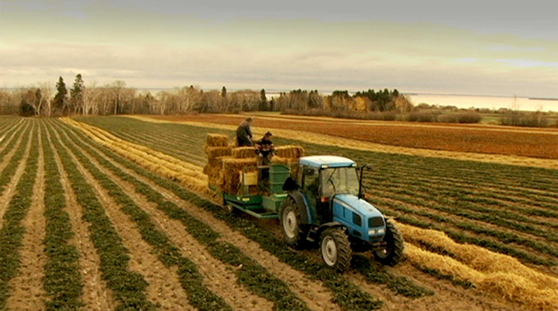 Lévesques et fils, maraîchers