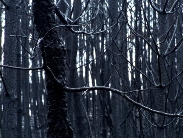 Retrato de inverno de uma paisagem ardida