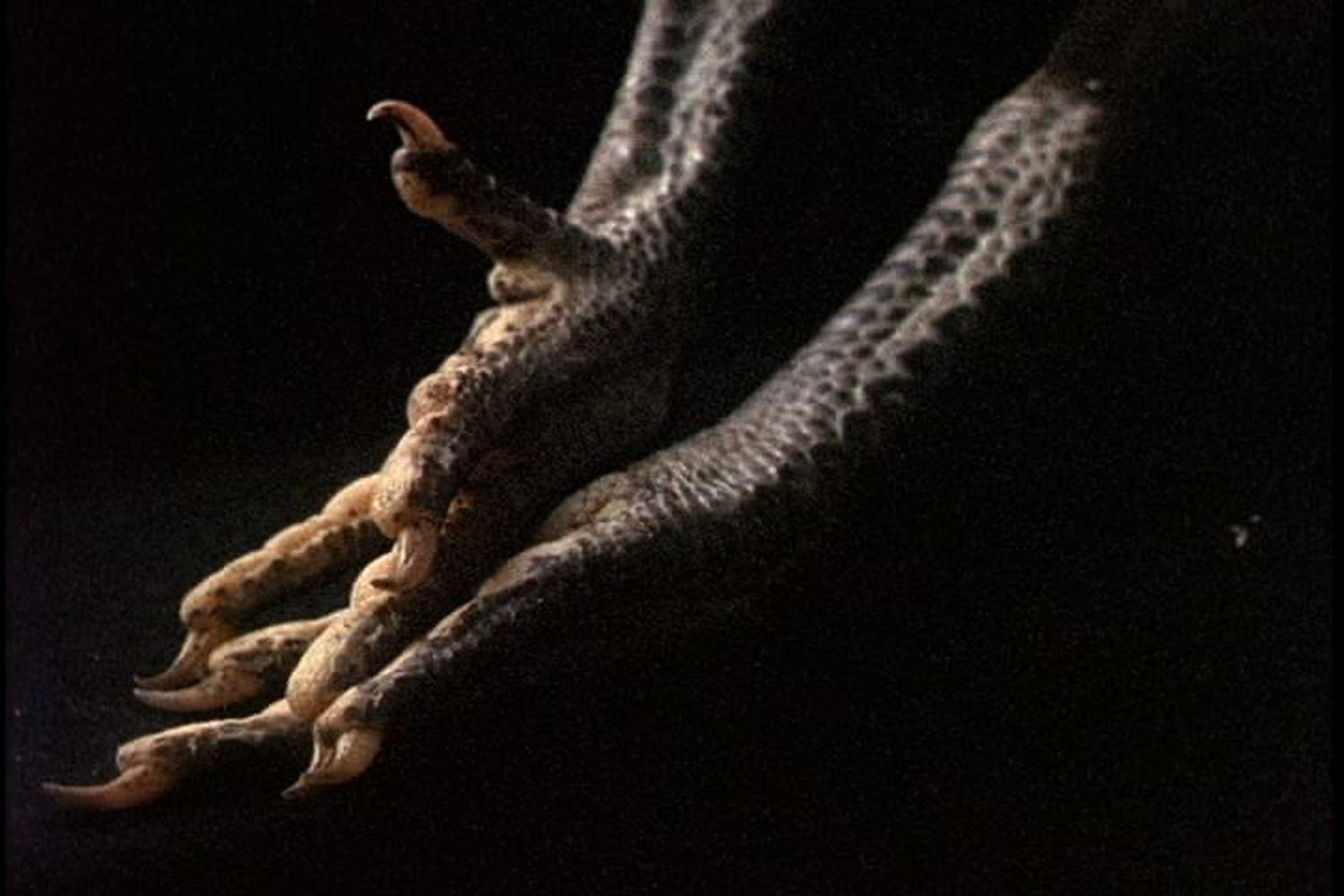 Themes & Variations for the Naked Eye