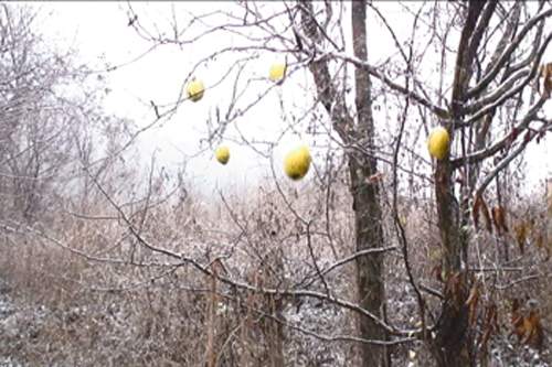 Ten Oxherding Pictures #4: Catching the Ox