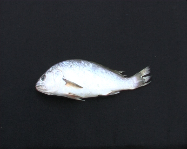 Il n'y a pas de Colin dans le poisson