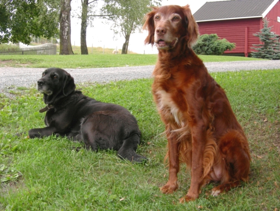 Ronja og Stella