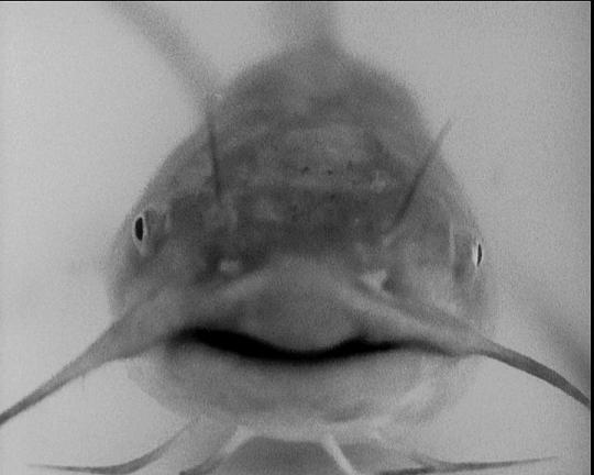 Hormonální akvárium