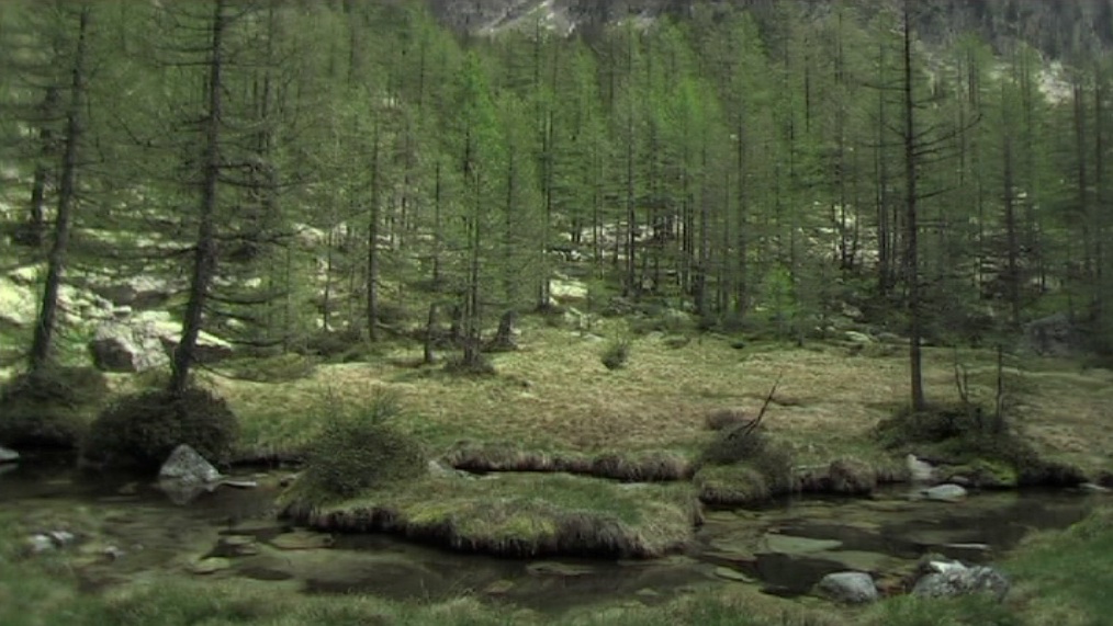 Loup qui n'existait pas