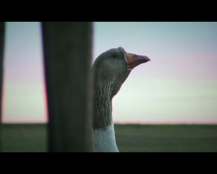Pastorale