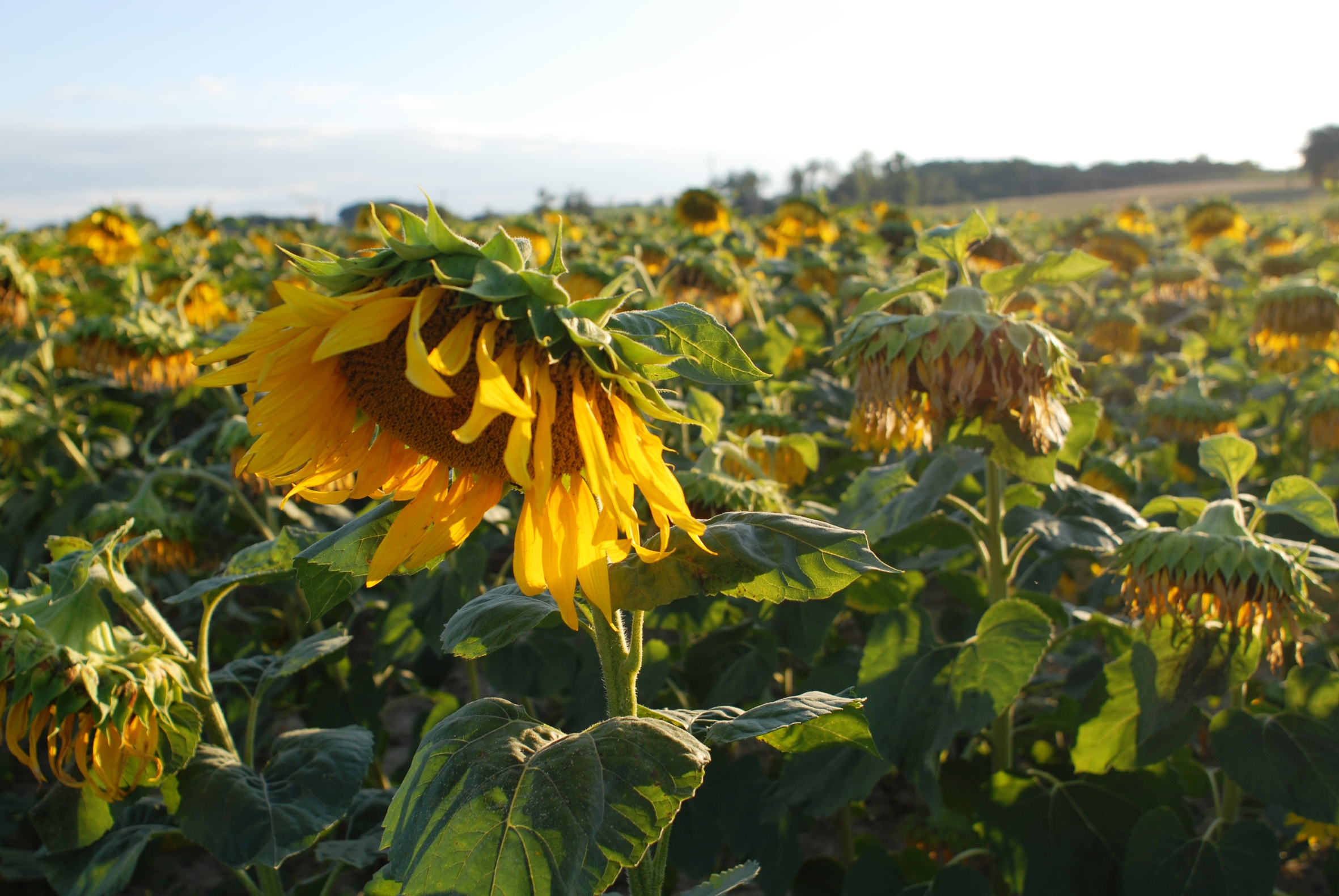 Vers où les tournesols regardent-ils la nuit ?