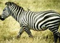 Un zèbre dans la ville