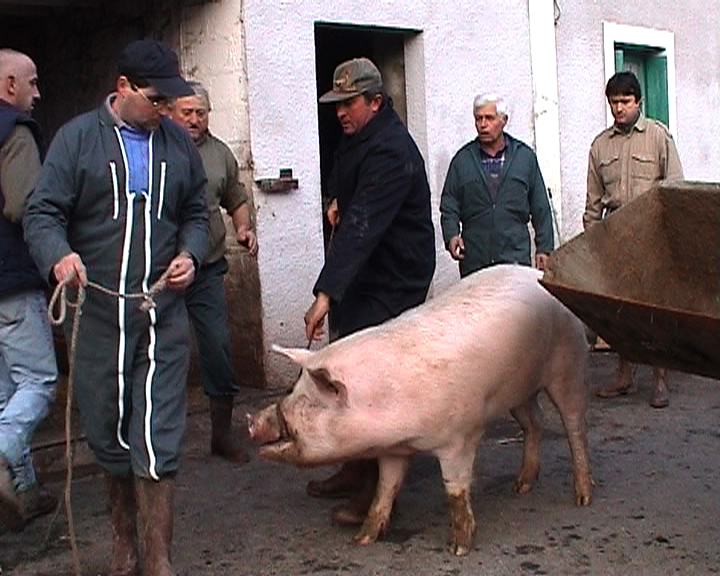 Dis papa, d'où il vient le jambon ?