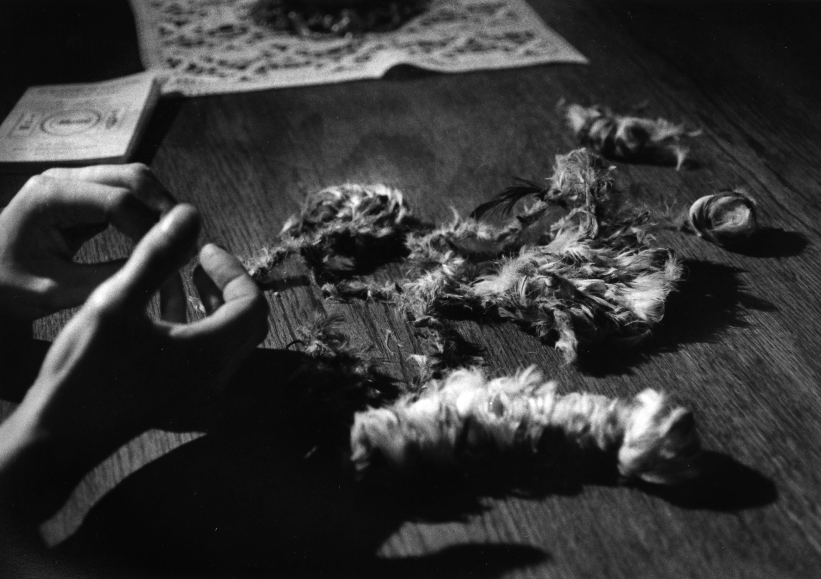 Malédiction des plumes