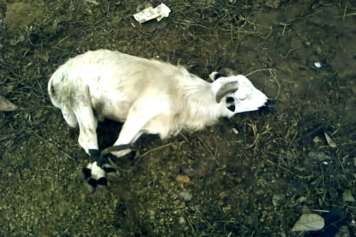 Goodbye Chicken, Farewell Goat