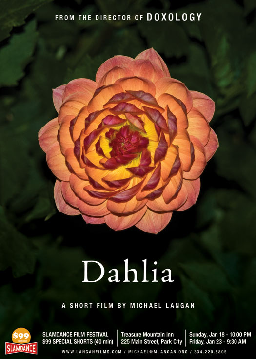 Dahlia