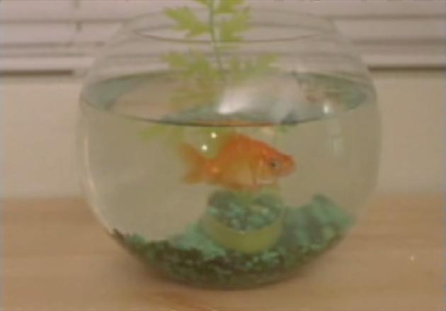 A Fish Tale