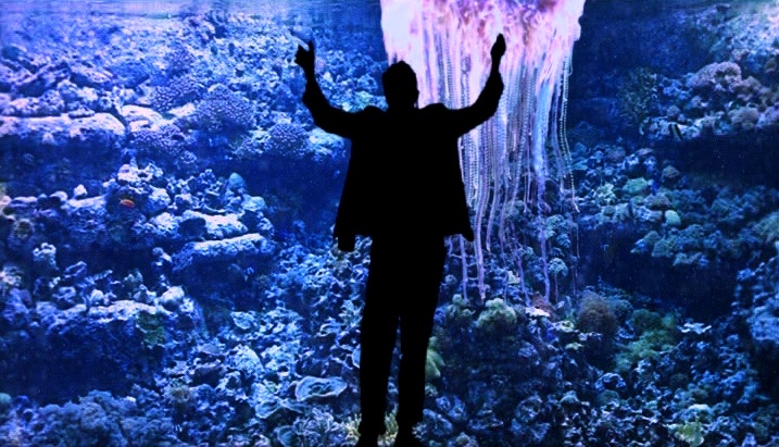 Portuguese Man O'War