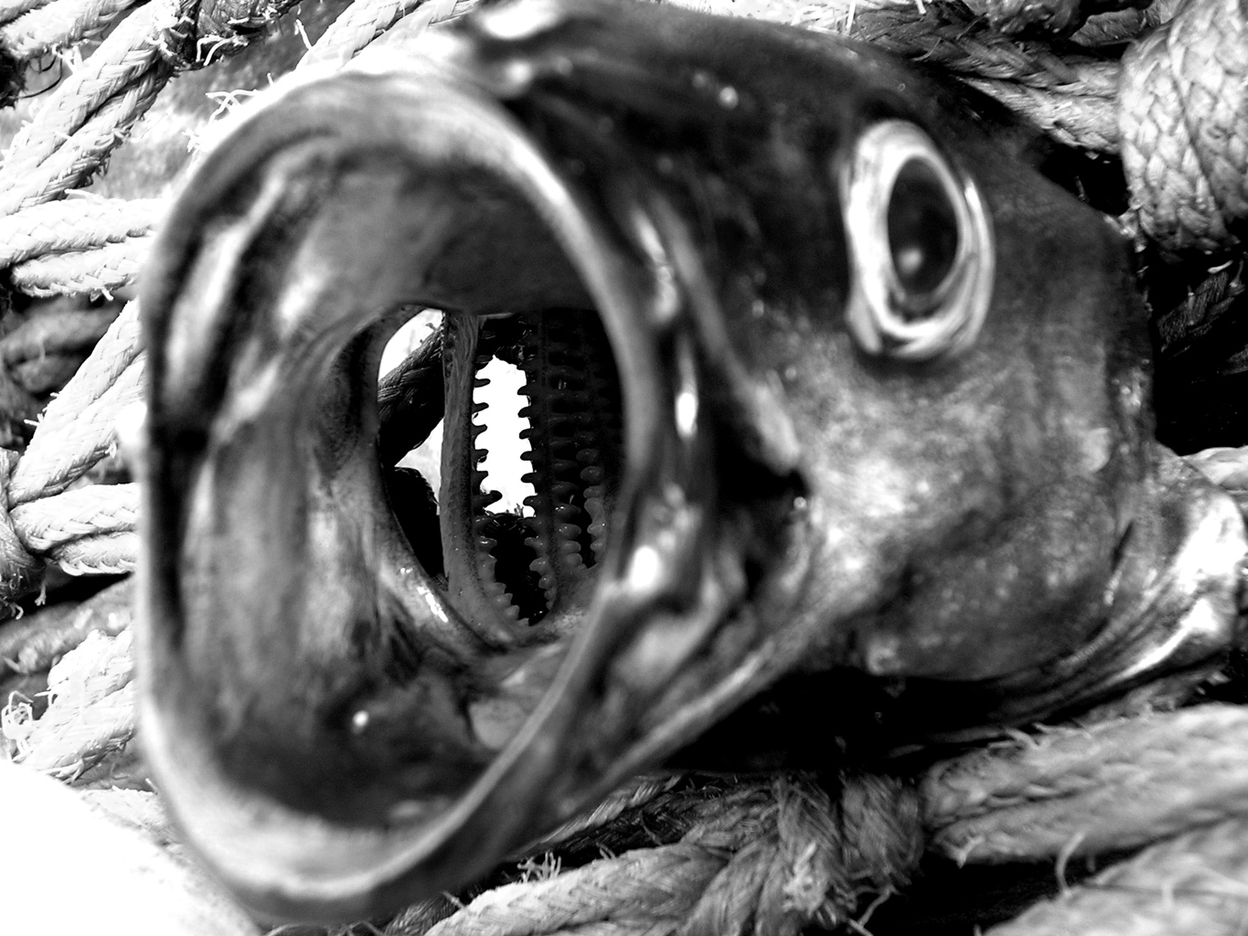 Assiette ou la bouée