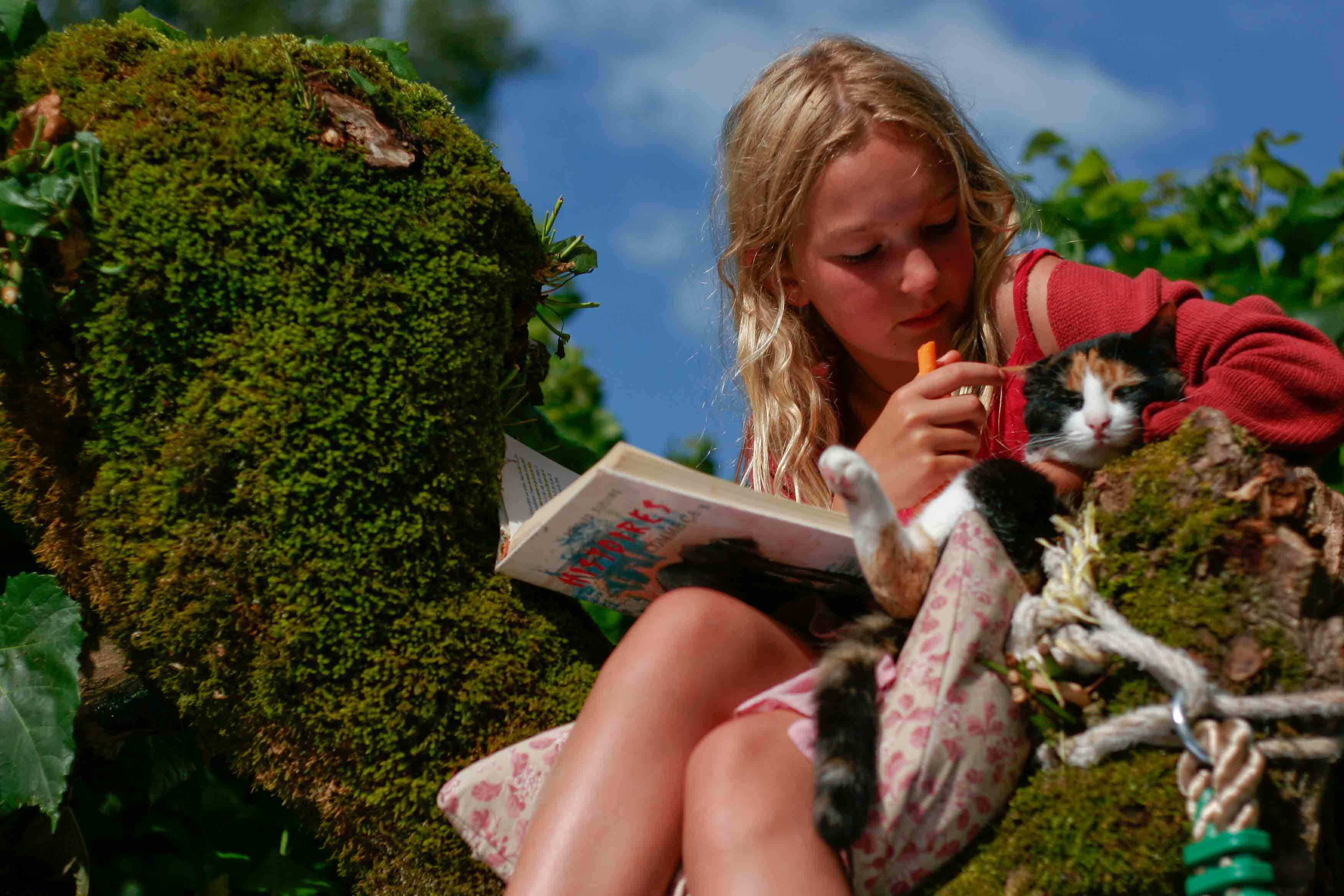 Chats qui s'en vont tous seuls