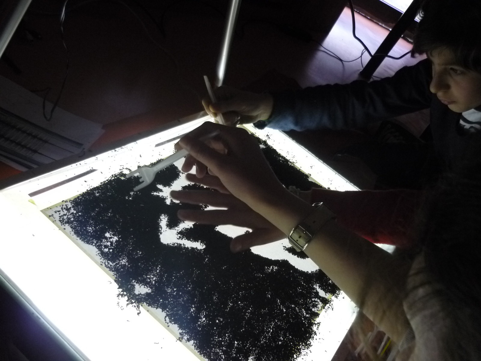 Frequenze animate #1