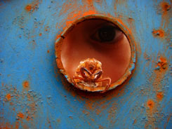 Menino que colhia cascas