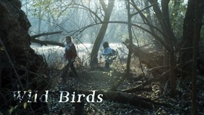 Wild Birds