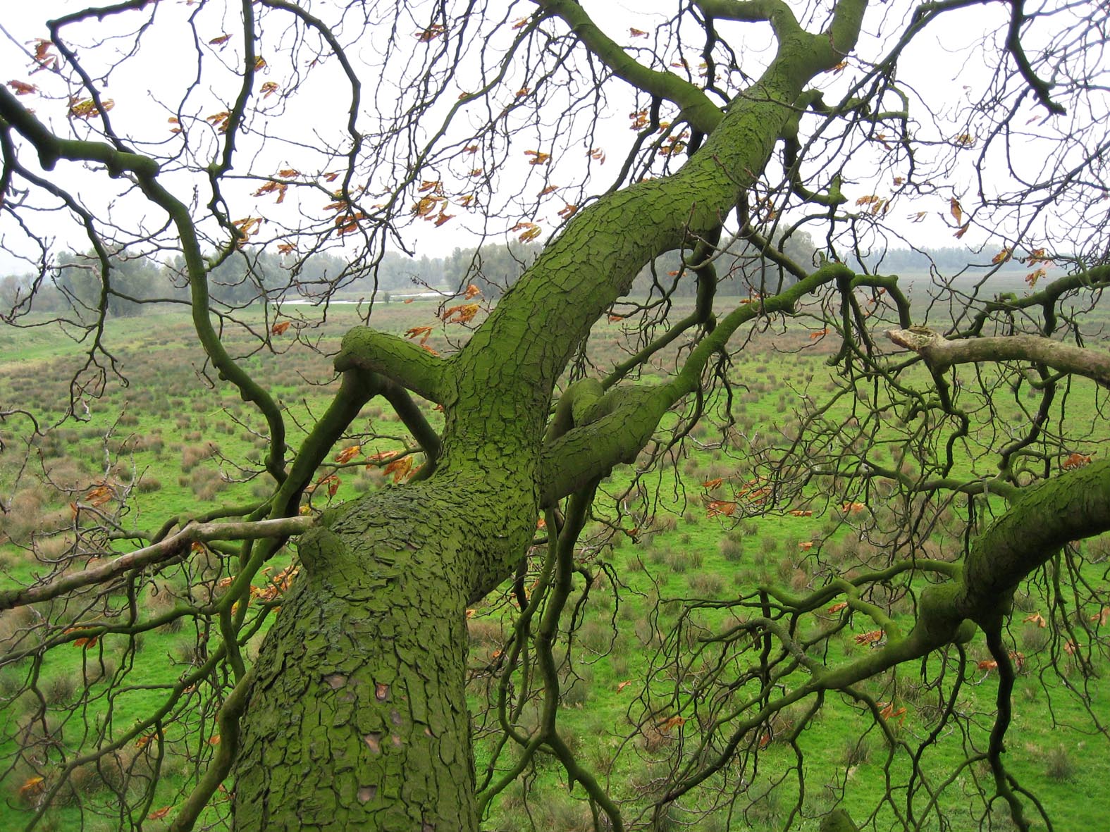 Kastanjeboom en de rivier