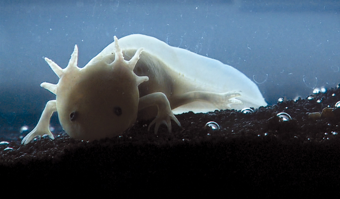 Axolotl