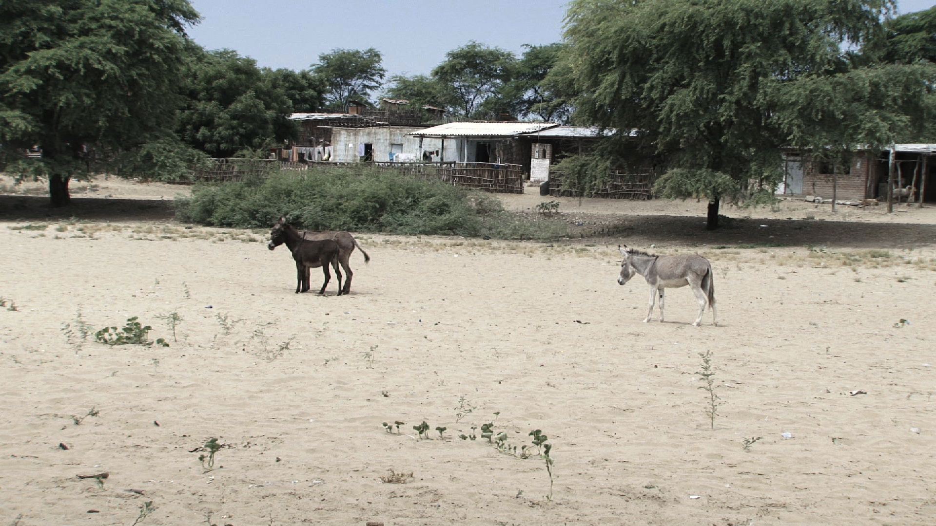 Amor de Burros