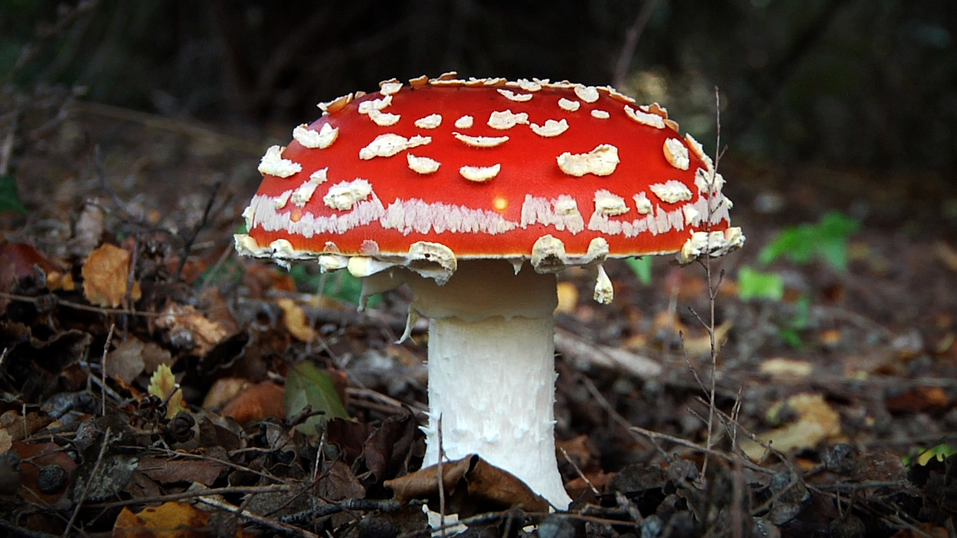 Fly Amanita