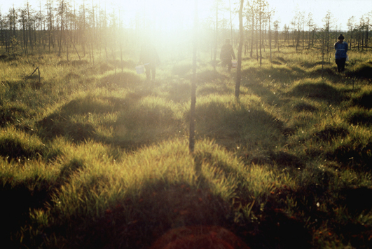 Miten marjoja poimitaan