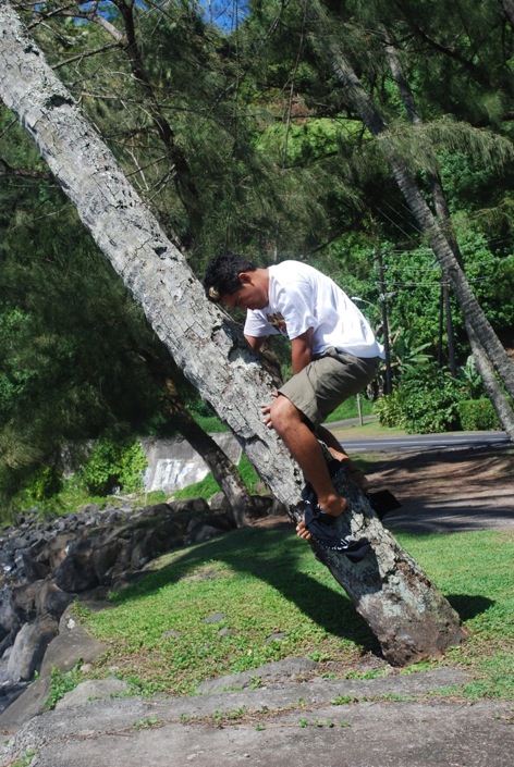 Opa'a (la noix de coco)