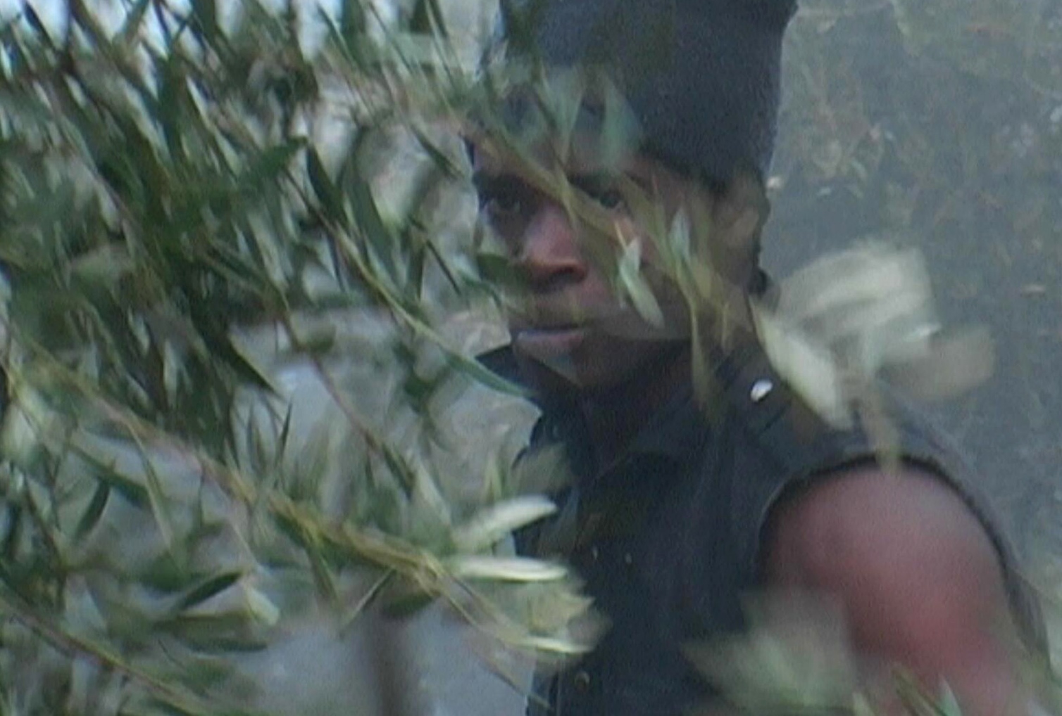 Historias de la aceituna